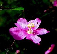 Sidastrum tehuacanum