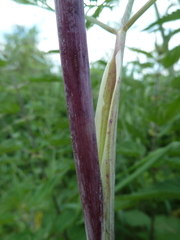 Chaerophyllum bulbosum