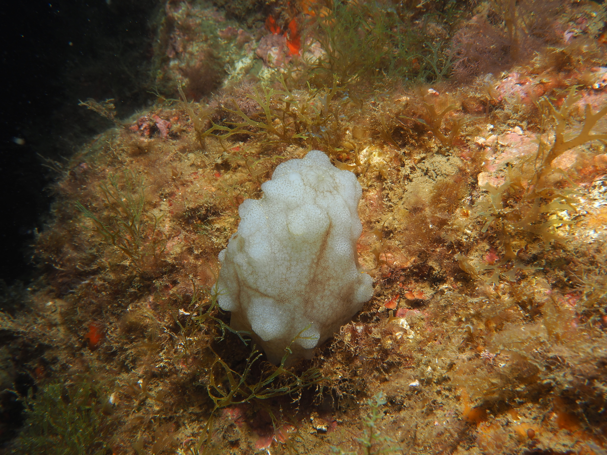 Phallusia mammillata (Cuvier, 1815)