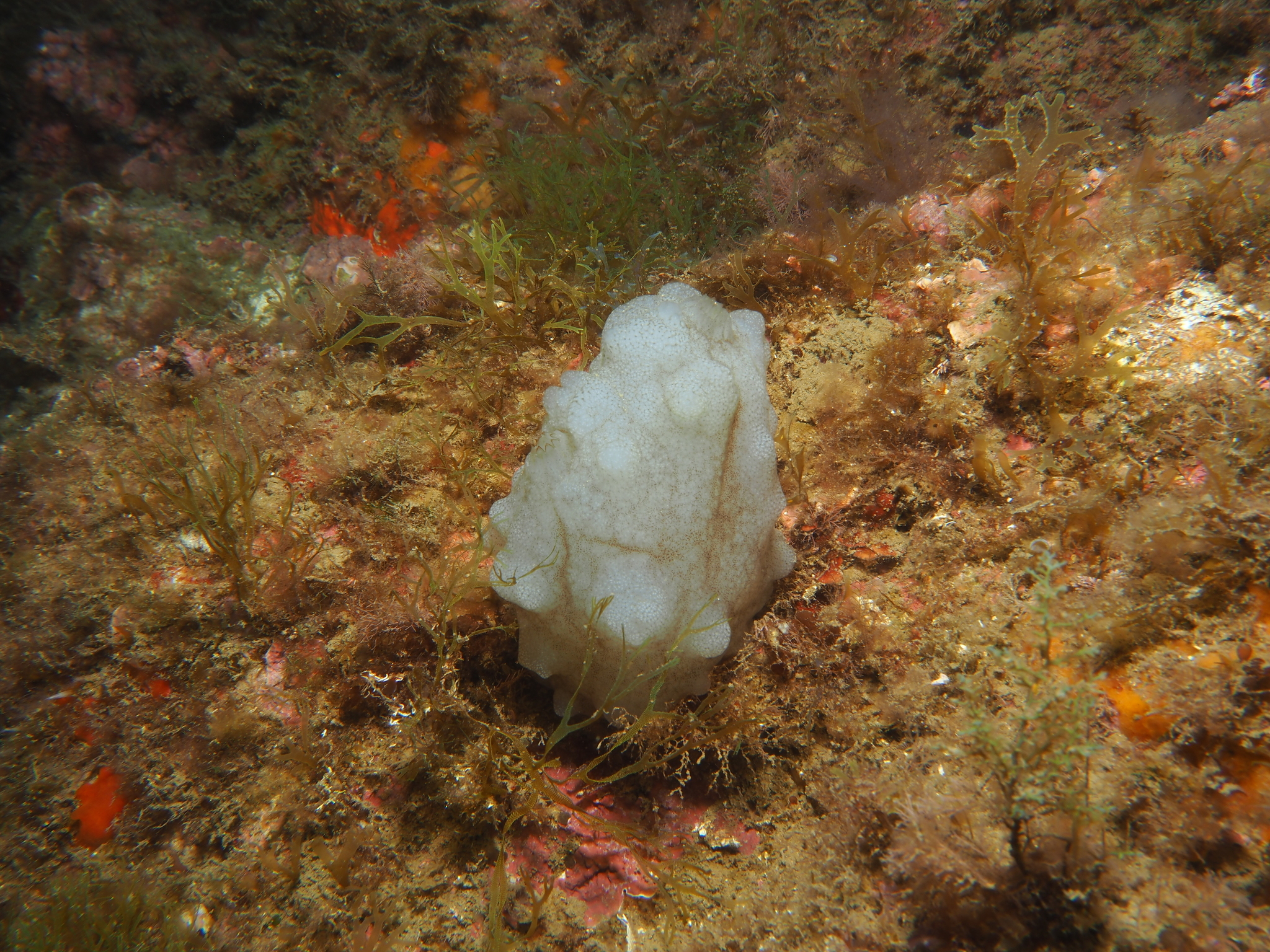Phallusia mammillata (Cuvier, 1815)