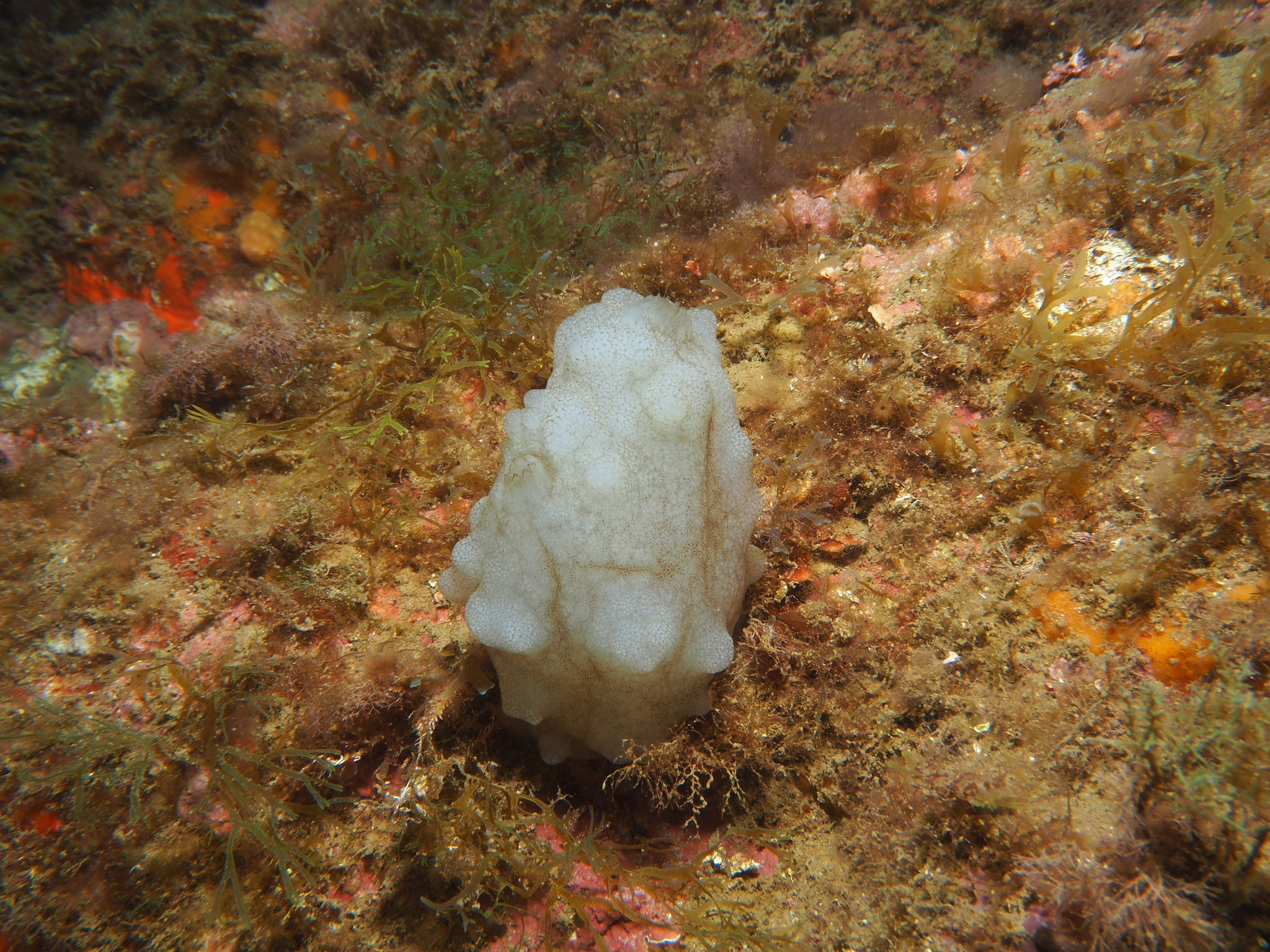 Phallusia mammillata (Cuvier, 1815)