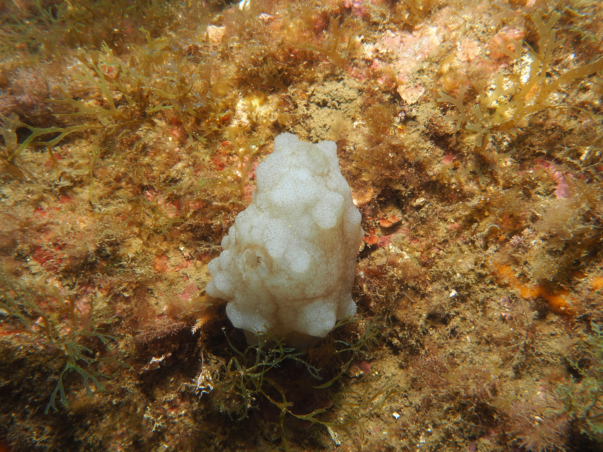 Phallusia mammillata (Cuvier, 1815)