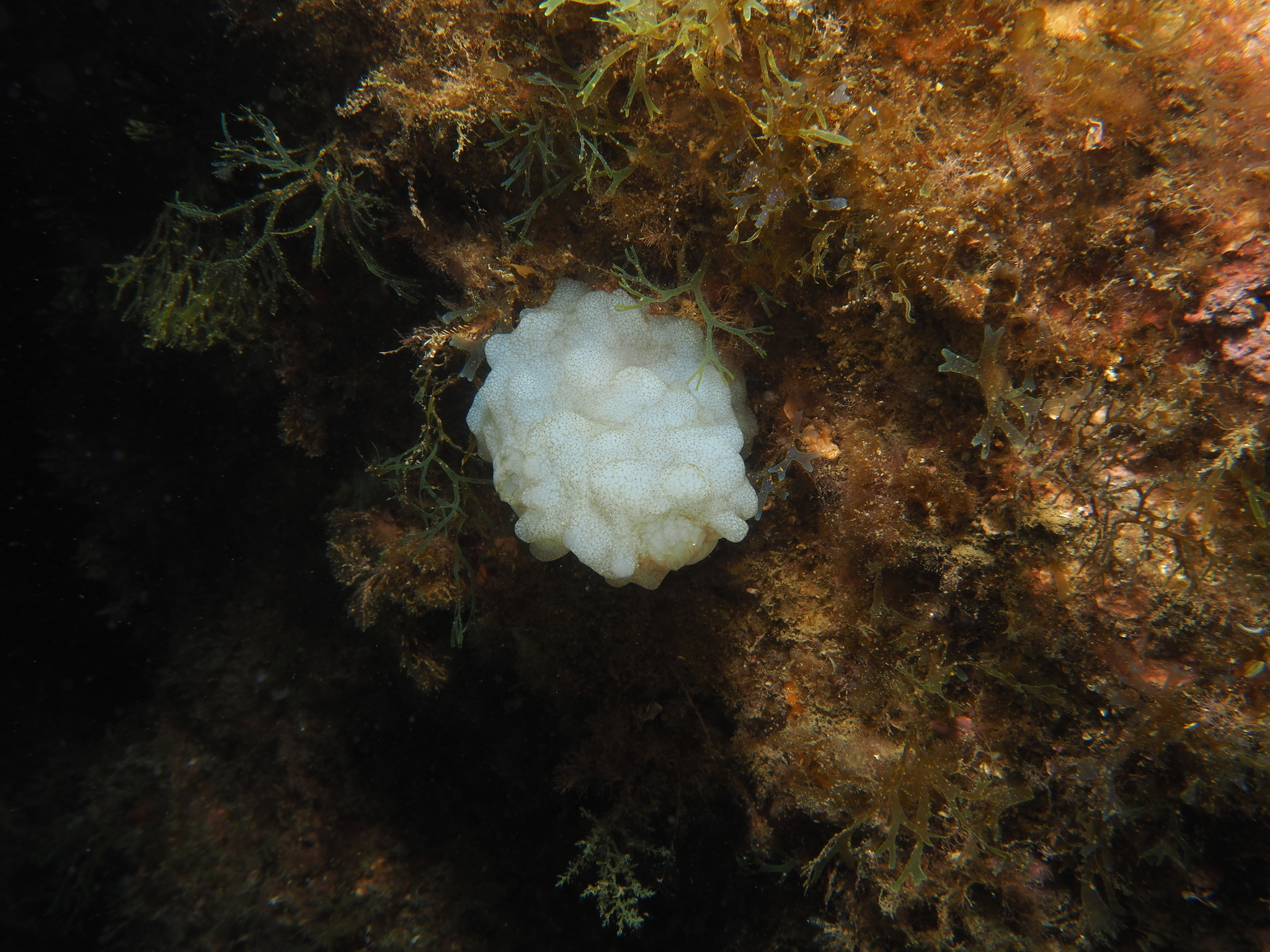 Phallusia mammillata (Cuvier, 1815)
