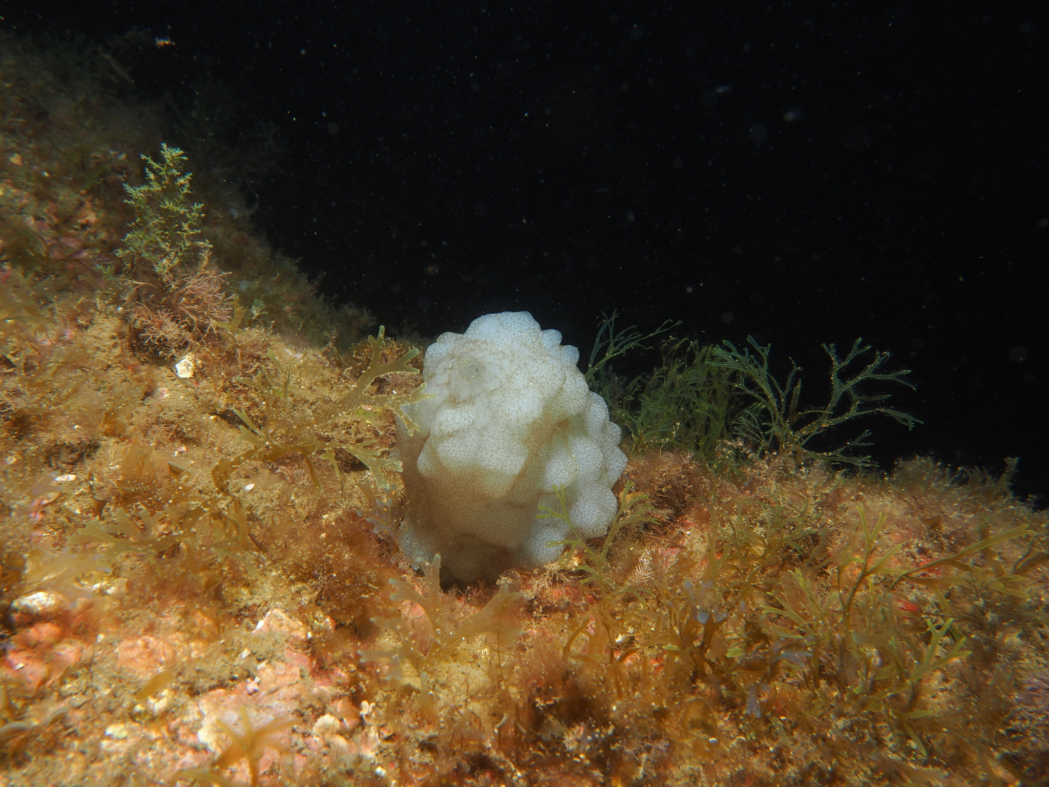 Phallusia mammillata (Cuvier, 1815)