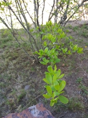 Forestiera pubescens pubescens