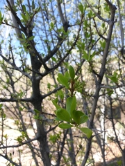Forestiera pubescens pubescens