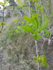 Forestiera pubescens pubescens