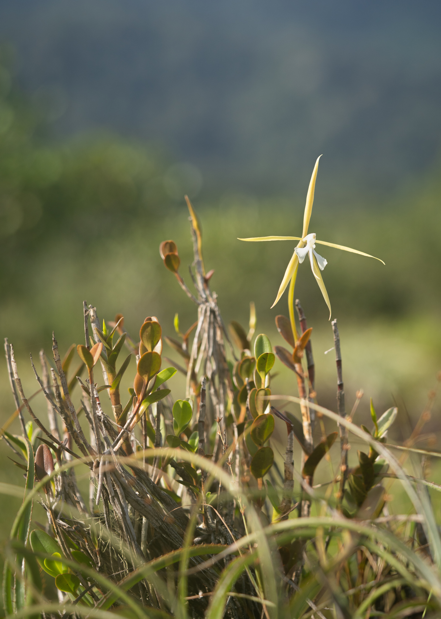 Epidendrum tumuc-humaciense (Veyret) Carnevali & G.A.Romero