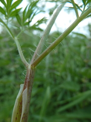 Chaerophyllum bulbosum