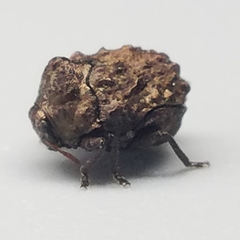 Neochlamisus eubati