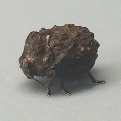 Neochlamisus eubati