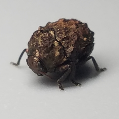 Neochlamisus eubati