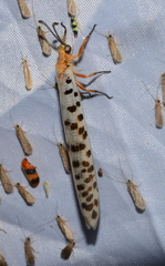 Mjobergia fulviguttata