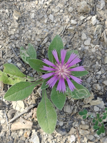 Iberian knapweed