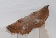 Drepanogynis mixtaria