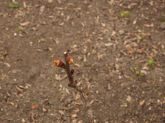 Paeonia × suffruticosa