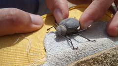Prionotheca coronata