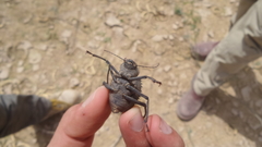 Prionotheca coronata