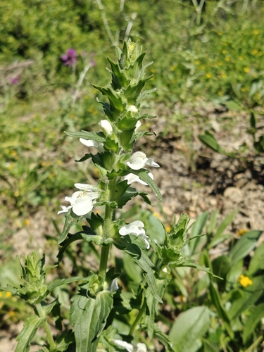 Mediterranean lineseed