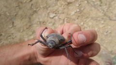 Prionotheca coronata