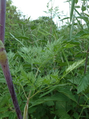Chaerophyllum bulbosum