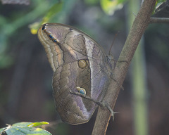 Eryphanis