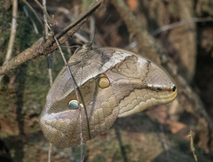 Eryphanis