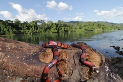 Lampropeltis abnorma