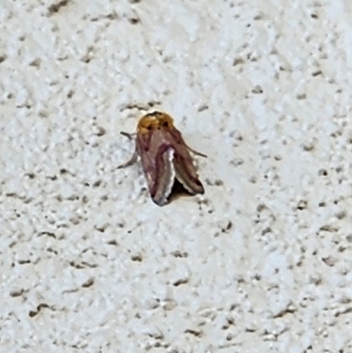 Schinia roseitincta