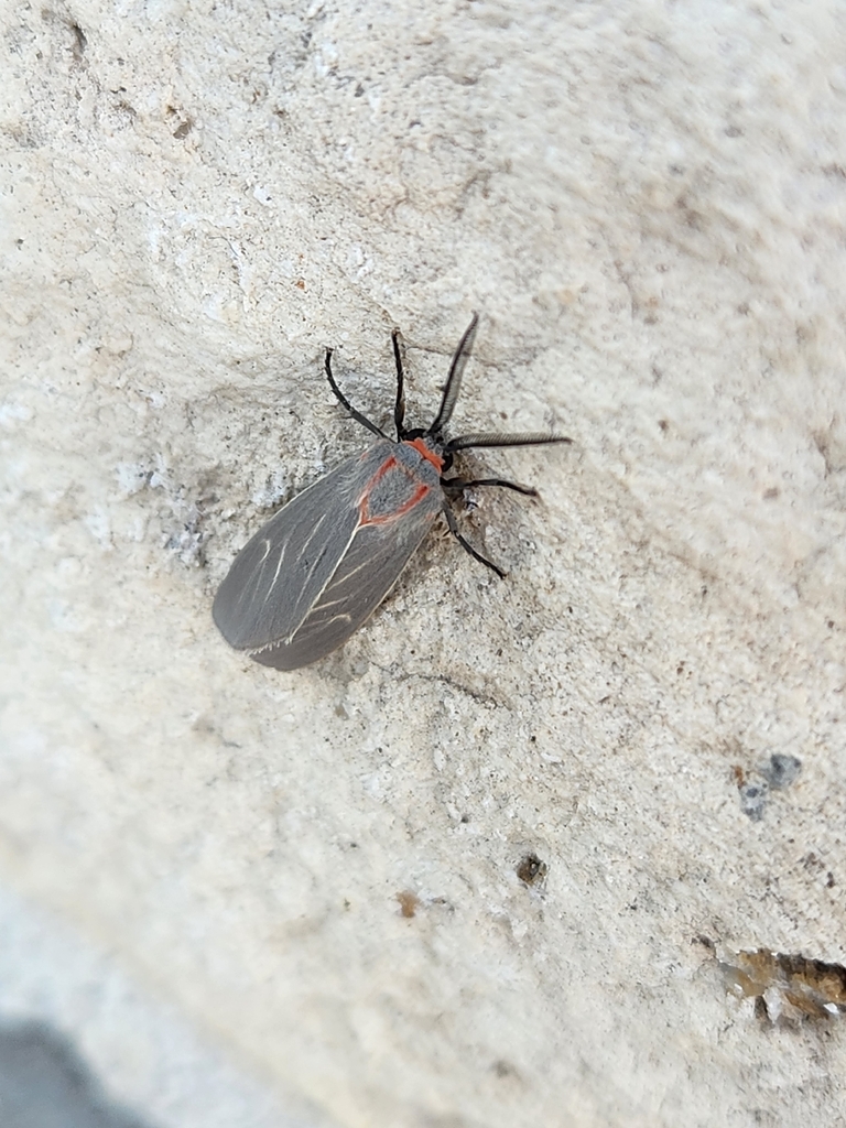 Pygarctia murina albistrigata