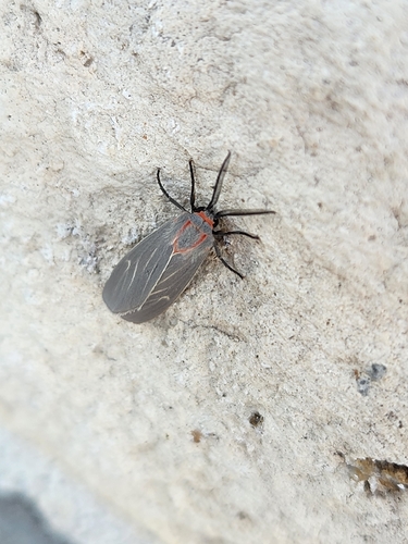 Pygarctia murina albistrigata
