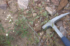 Cryptantha nevadensis