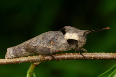 Lobosceliana