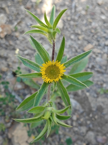 Spiny Starwort
