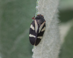 Deois flavopicta