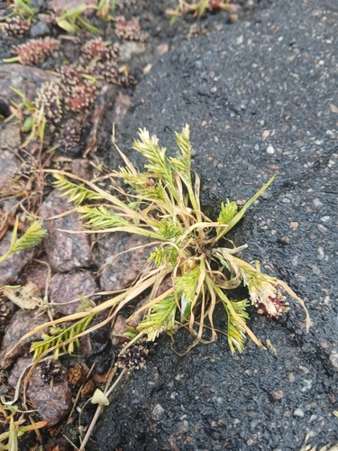 Sclerochloa dura, photograph 6
