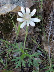 Anemone tuberosa