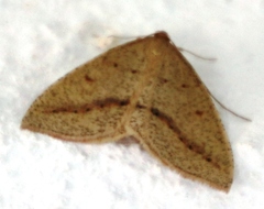 Palaeaspilates inoffensa