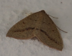 Palaeaspilates inoffensa