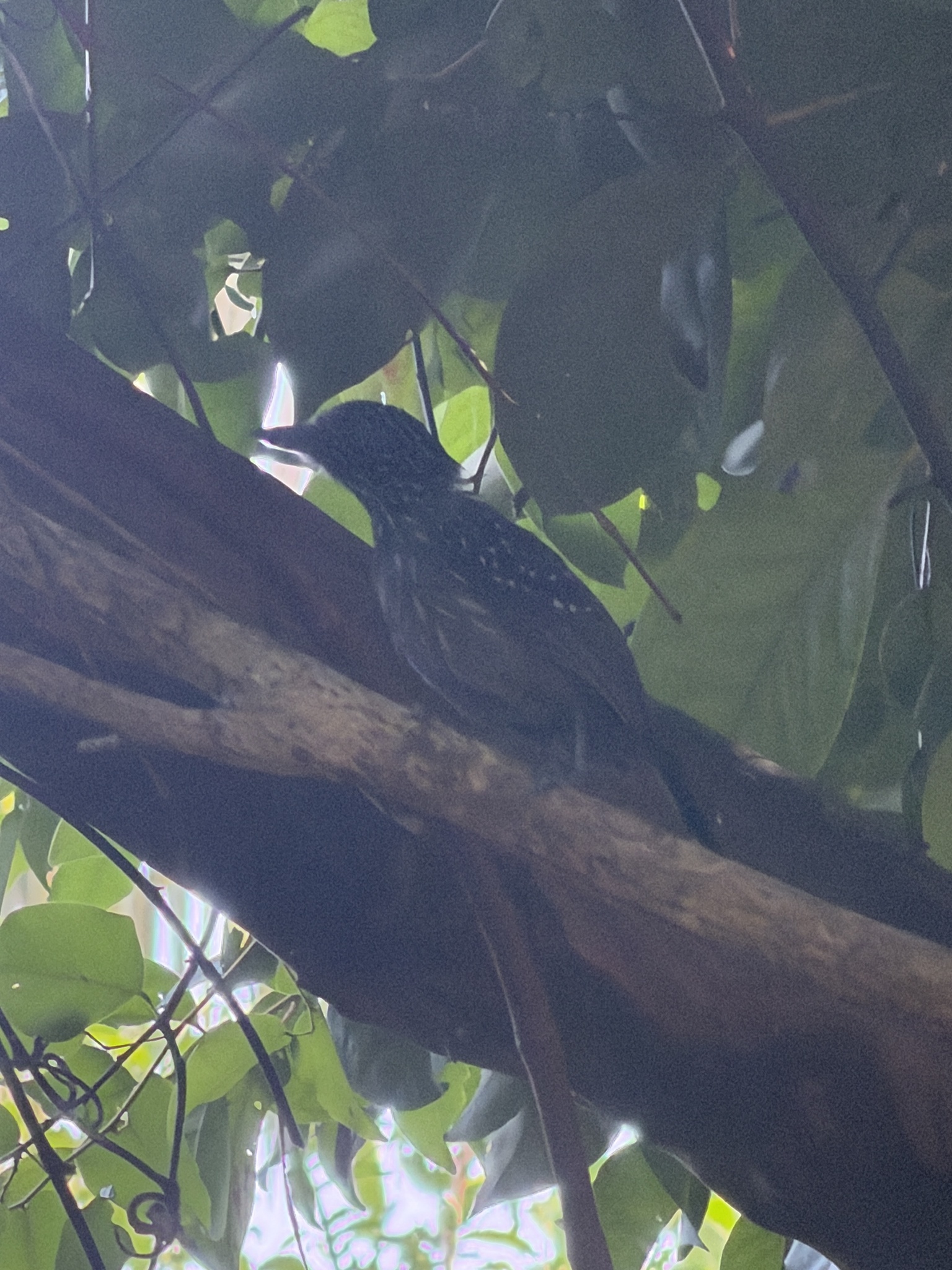 Black-hooded Antshrike (Thamnophilus bridgesi), photo 6
