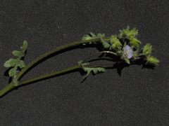 Pholistoma auritum arizonicum
