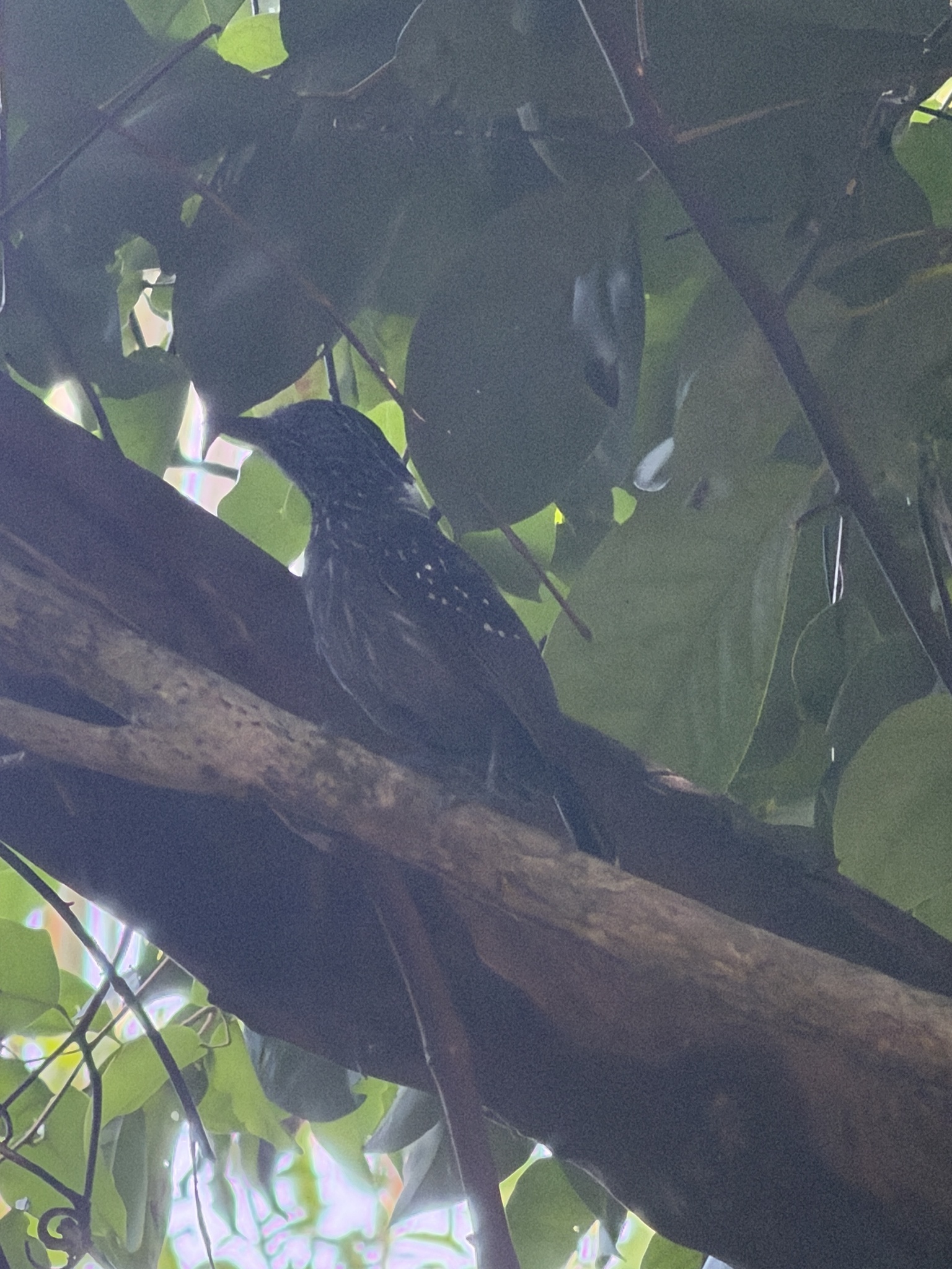 Black-hooded Antshrike (Thamnophilus bridgesi), photo 7