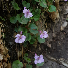 Viola macroceras