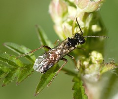 Aglaostigma aucupariae