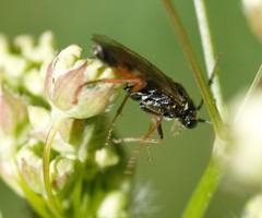 Aglaostigma aucupariae