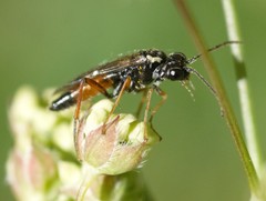 Aglaostigma aucupariae