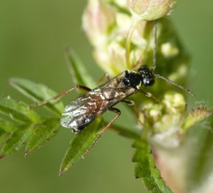 Aglaostigma aucupariae