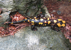 Salamandra corsica