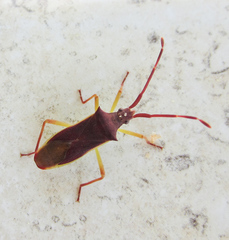 Gonocerus insidiator