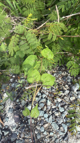 Ibatia maritima observed 2026-04-19